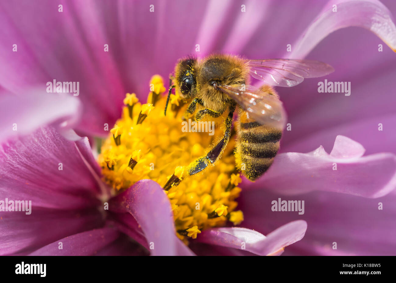 Macro de miel de abeja europea (Apis mellifera) en un Cosmos bipinnatus (México) flor aster recogidas néctar / polinizando, en West Sussex, Inglaterra, Reino Unido. Foto de stock