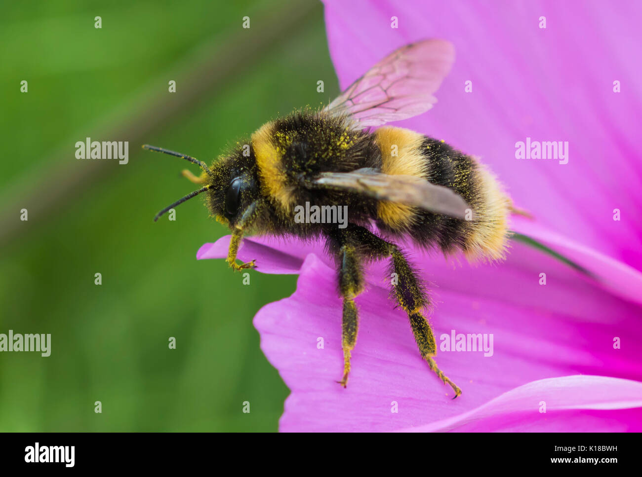 Bombus terrestris (Buff Tailed Bumblebee), en una macro Cosmos bipinnatus rosa flor en verano en West Sussex, Reino Unido. Los abejorros. Bumble Bee. Foto de stock