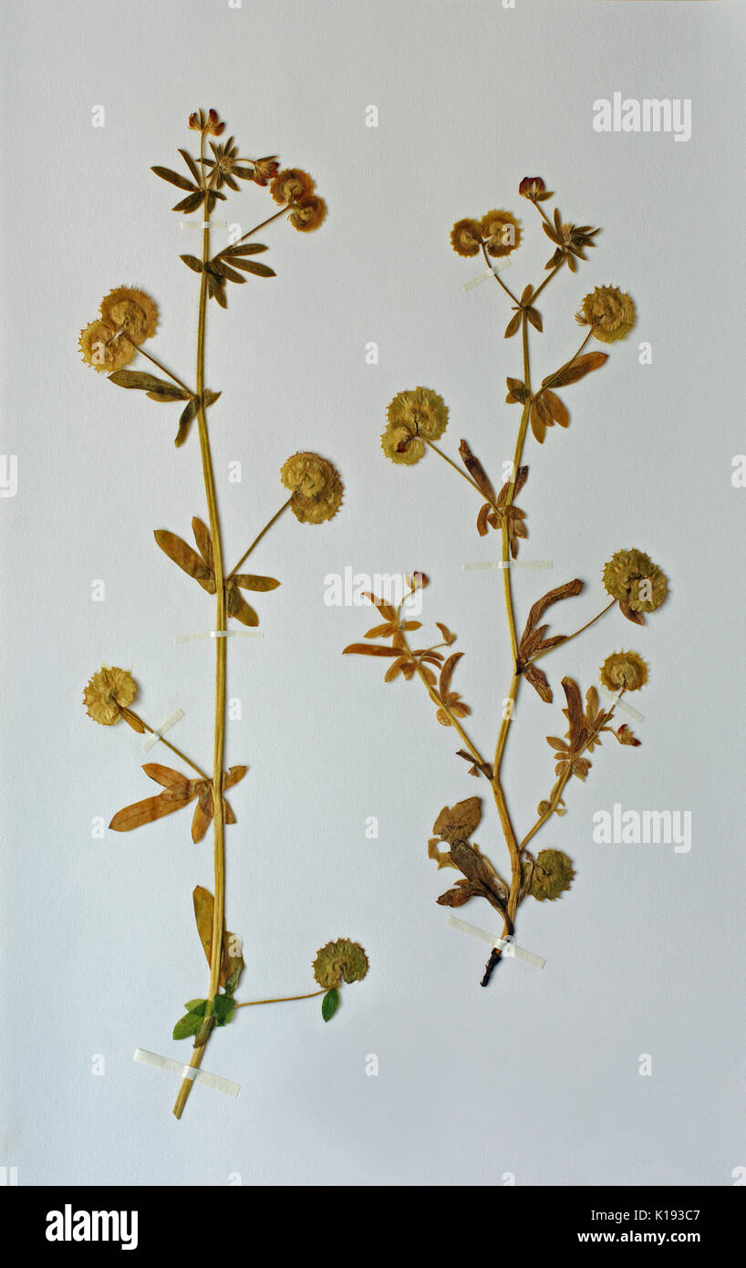 Una hoja de herbario con Hymenocarpus circinnatus, el disco Trefoil, familia Fabaceae (Leguminosae), nativa del Mediterráneo Foto de stock