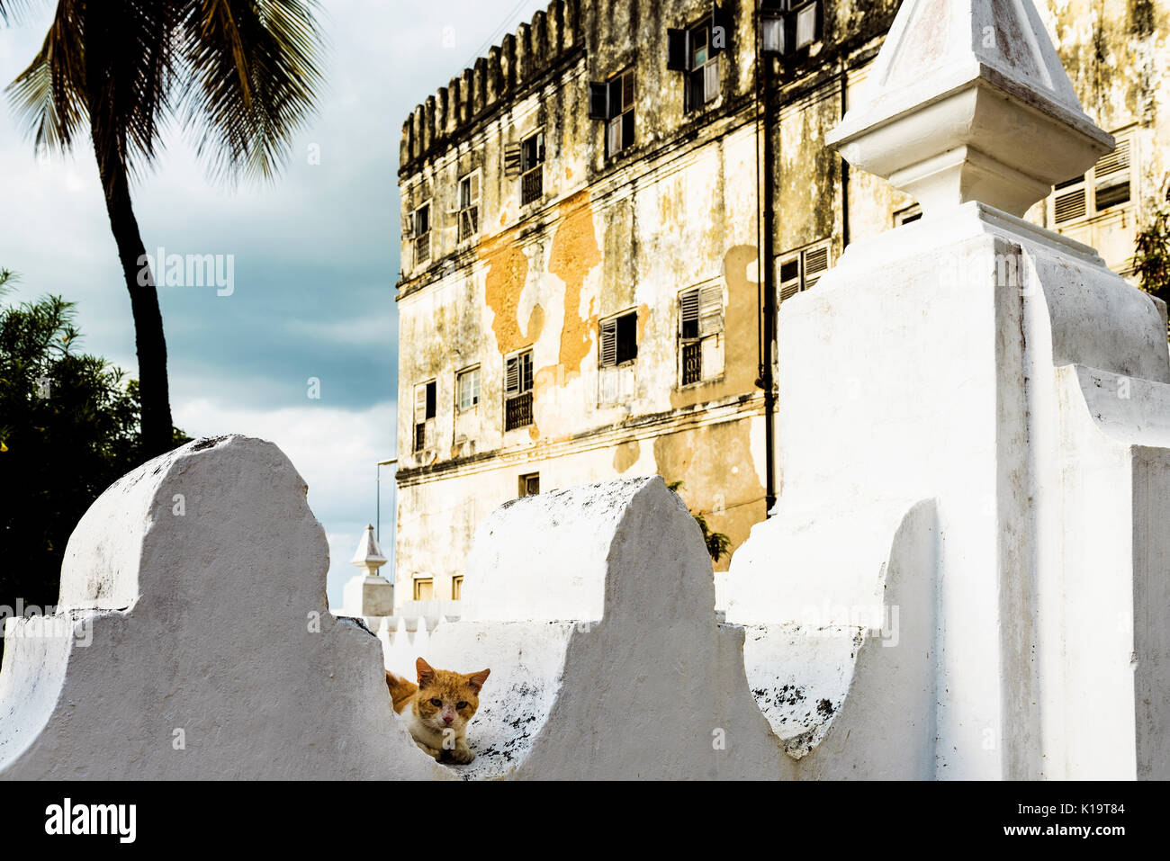Wild Cat relajándose en Stone Town, en Zanzíbar. Edificios históricos puede verse en la parte trasera del terreno. Zanzibar es una isla frente a la costa de Tanzania Foto de stock