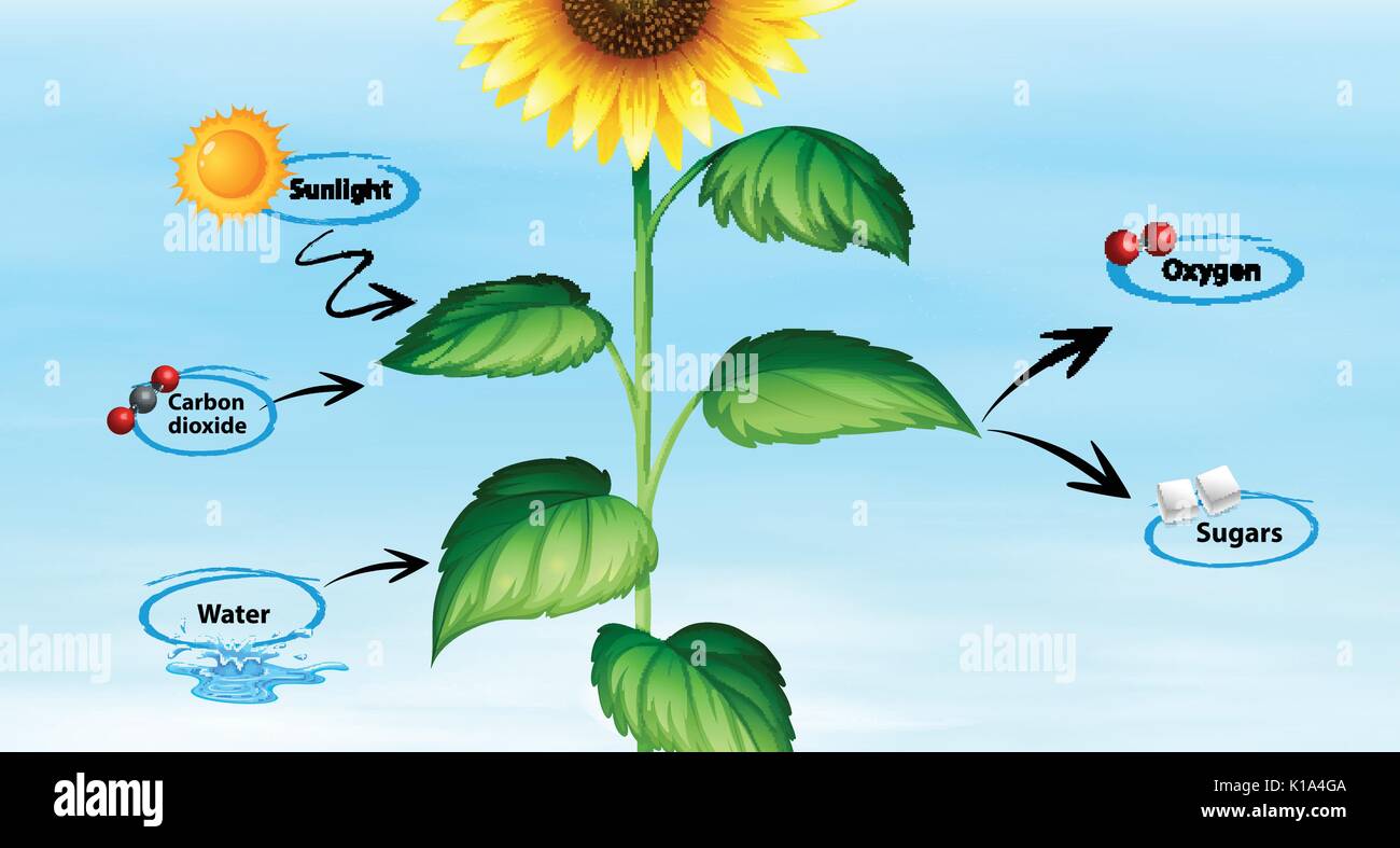 Diagrama que muestra el girasol y foto síntesis ilustración Imagen Vector  de stock - Alamy