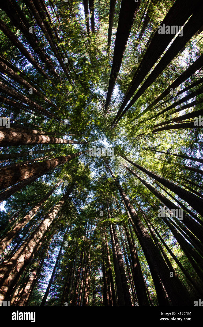 Un hermoso bosque de secoyas crece en Redwood National Park, California. Este espacio escénico es el hogar de algunos de los árboles más altos sobre la tierra. Foto de stock