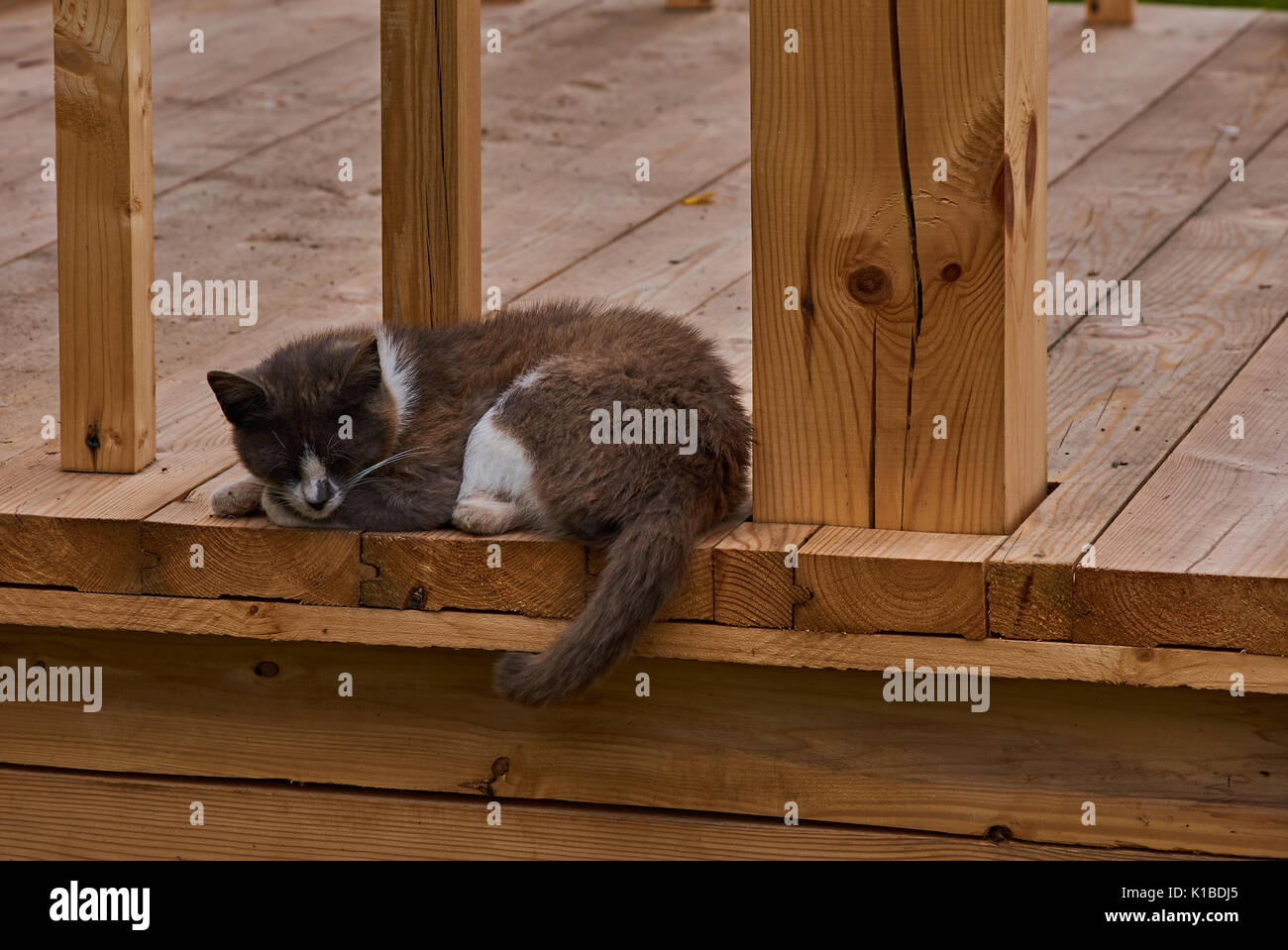 Un gato negro duerme en el porche cerca de la barandilla. Hocico, grandes bigotes, ojos. Pet, vida silvestre. Plyos, región de Ivanovo, Rusia. Gato en el porche Foto de stock