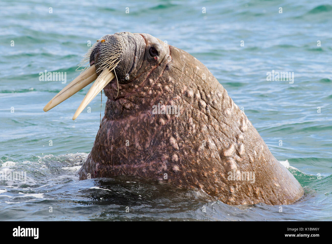 La Morsa, Rosmarus Del Odobenus, Mamífero Marino Flippered Grande, En Agua  Azul, Svalbard, Noruega Retrato Del Detalle Del Animal Imagen de archivo -  Imagen de detalle, paquete: 95608779