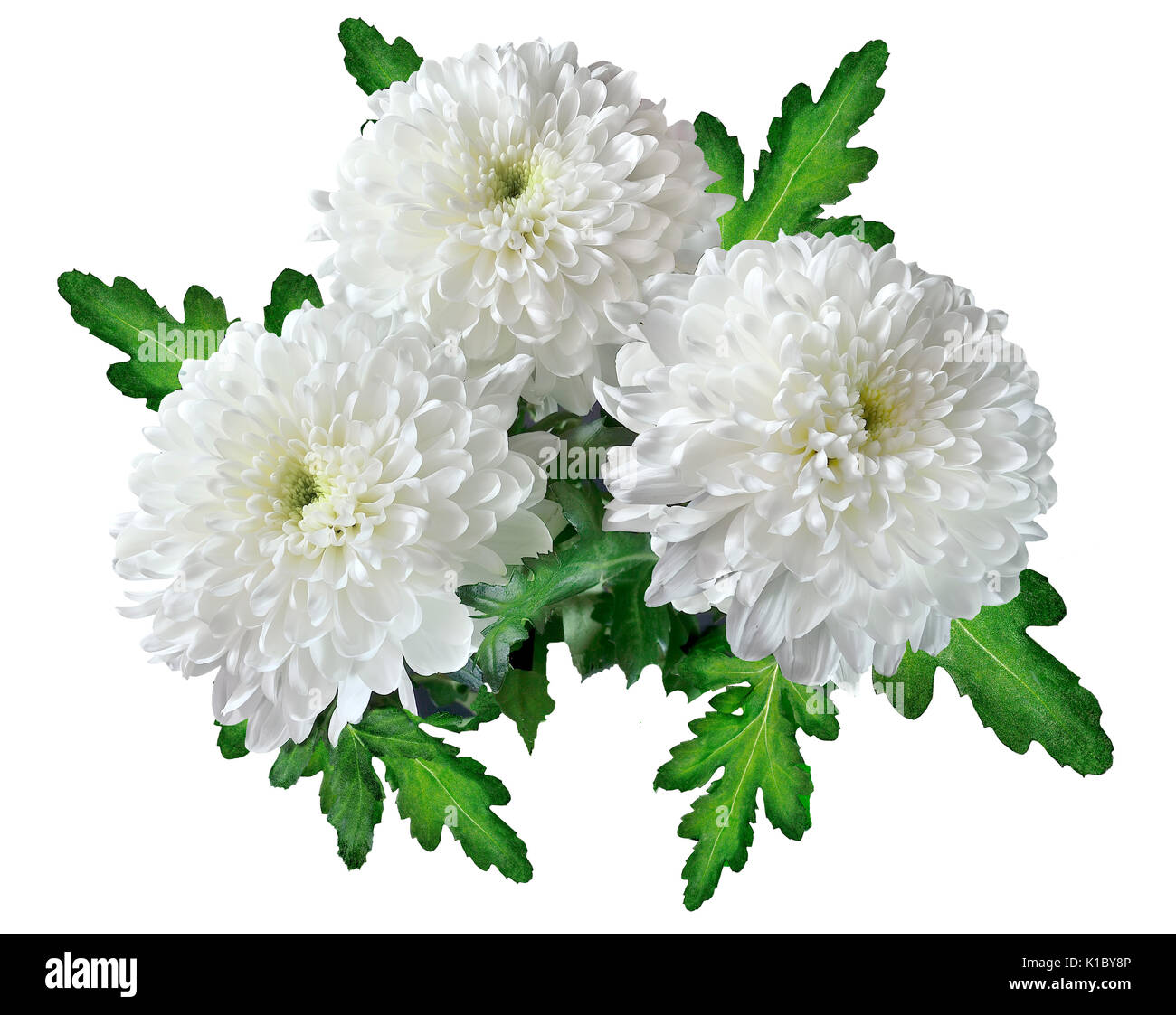 Tres crisantemos blancos bouquet con hojas verdes de cerca, aislado en un fondo blanco. Foto de stock