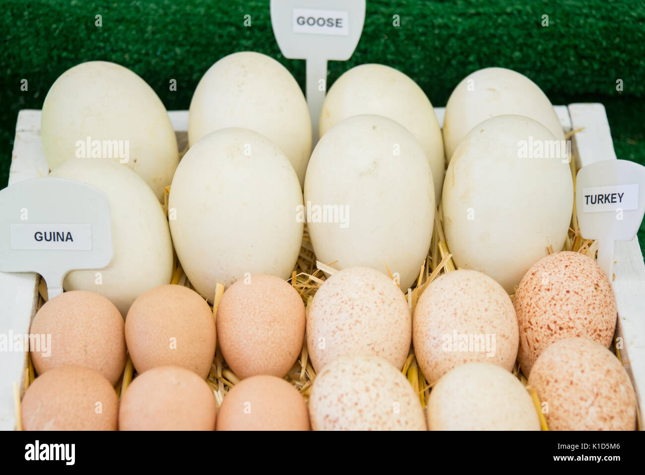 Guina, ganso, y Turquía huevos etiquetados Foto de stock
