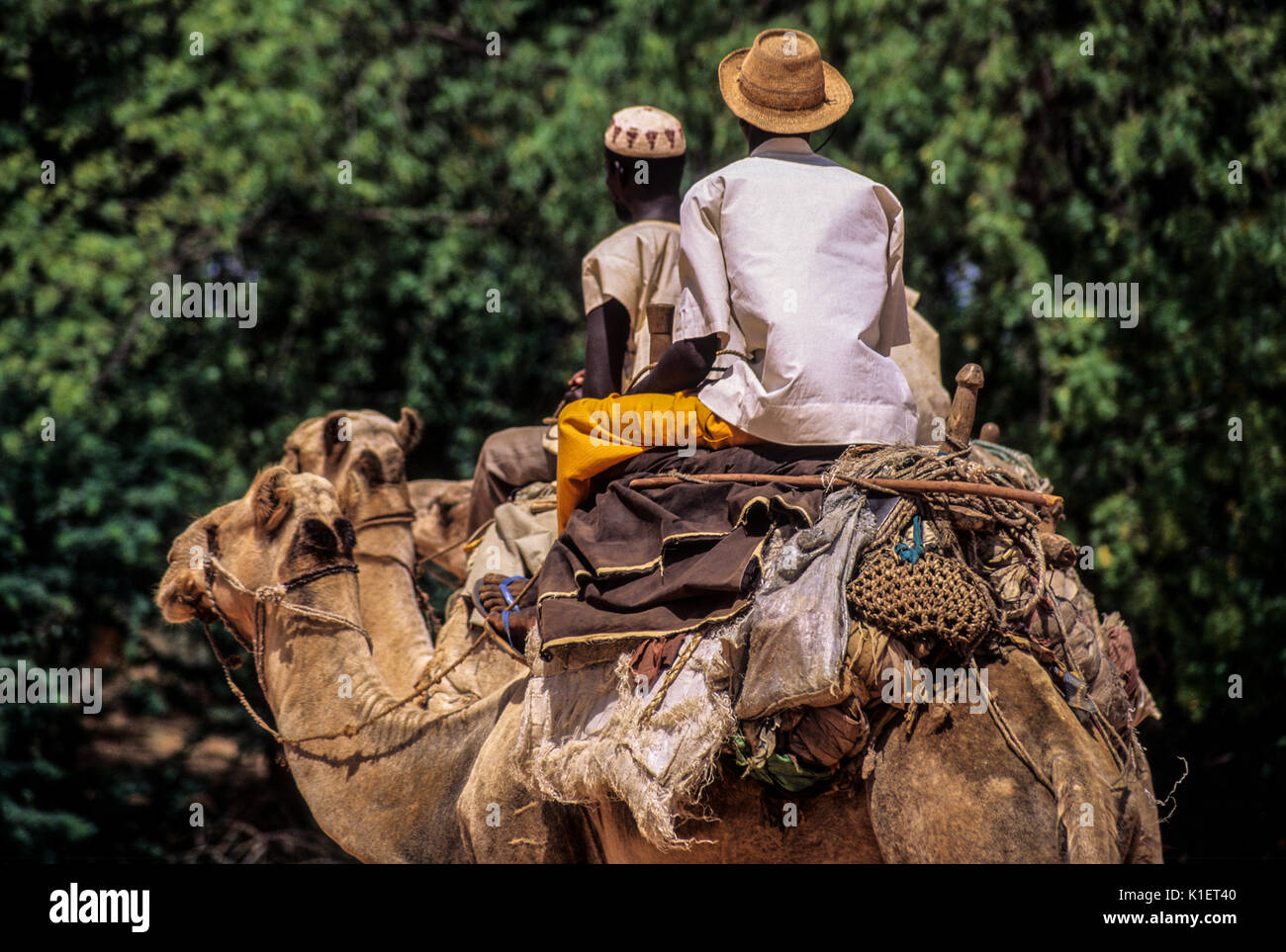 El Níger, en el oeste de África. Los jóvenes hombres de Níger en camellos. Silla de camello y un surtido de artículos desde la parte trasera. Foto de stock