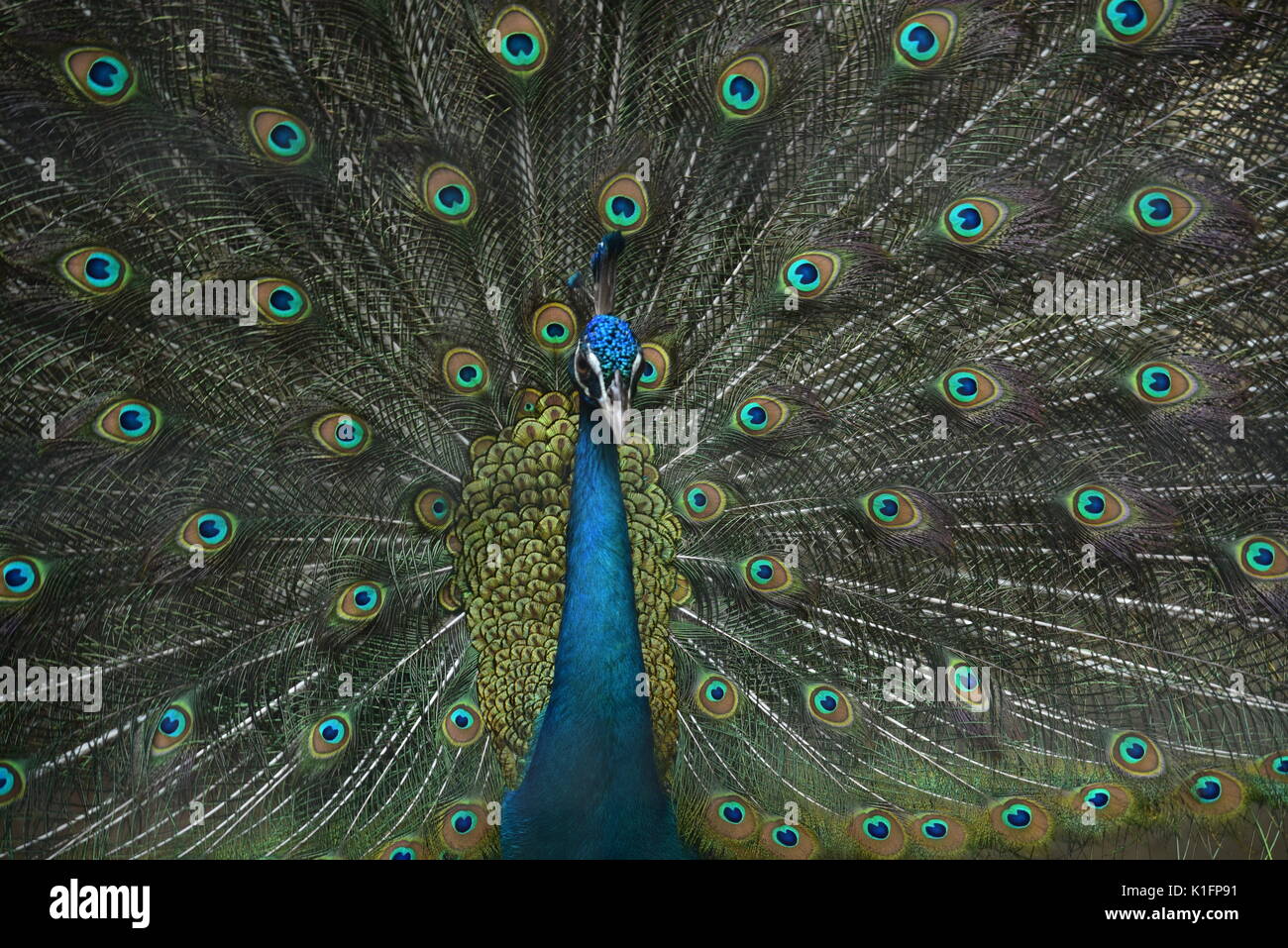 Peacock bird bailando en la lluvia Foto de stock