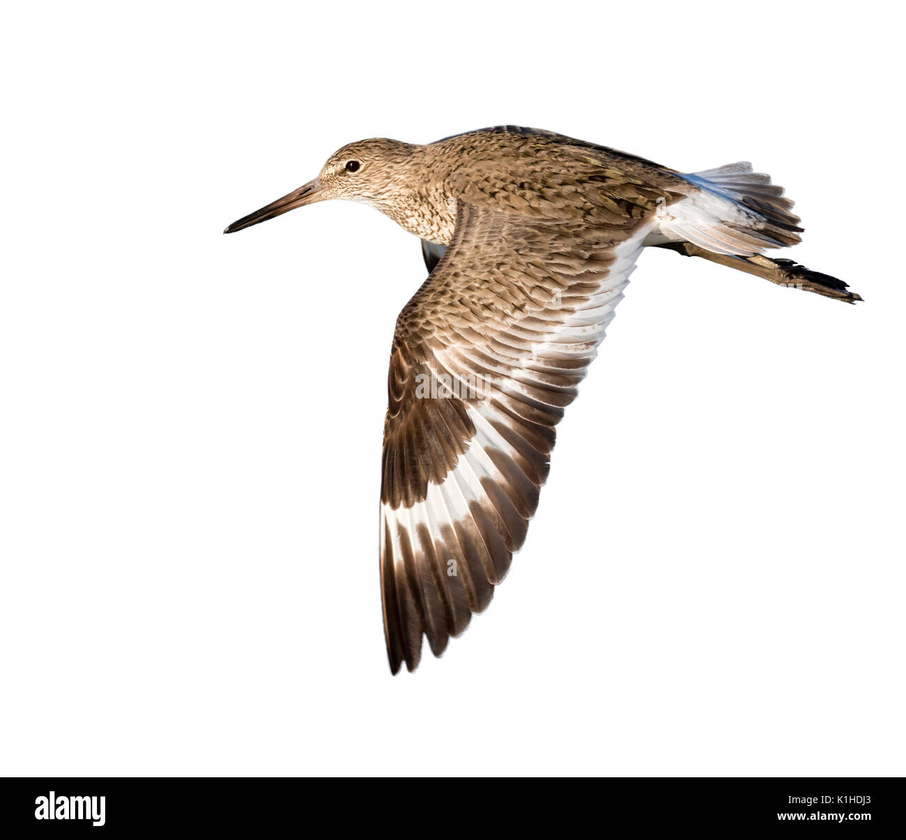 Willet (Tringa semipalmata) en el verano de plumaje volando, aislado sobre fondo blanco. Foto de stock