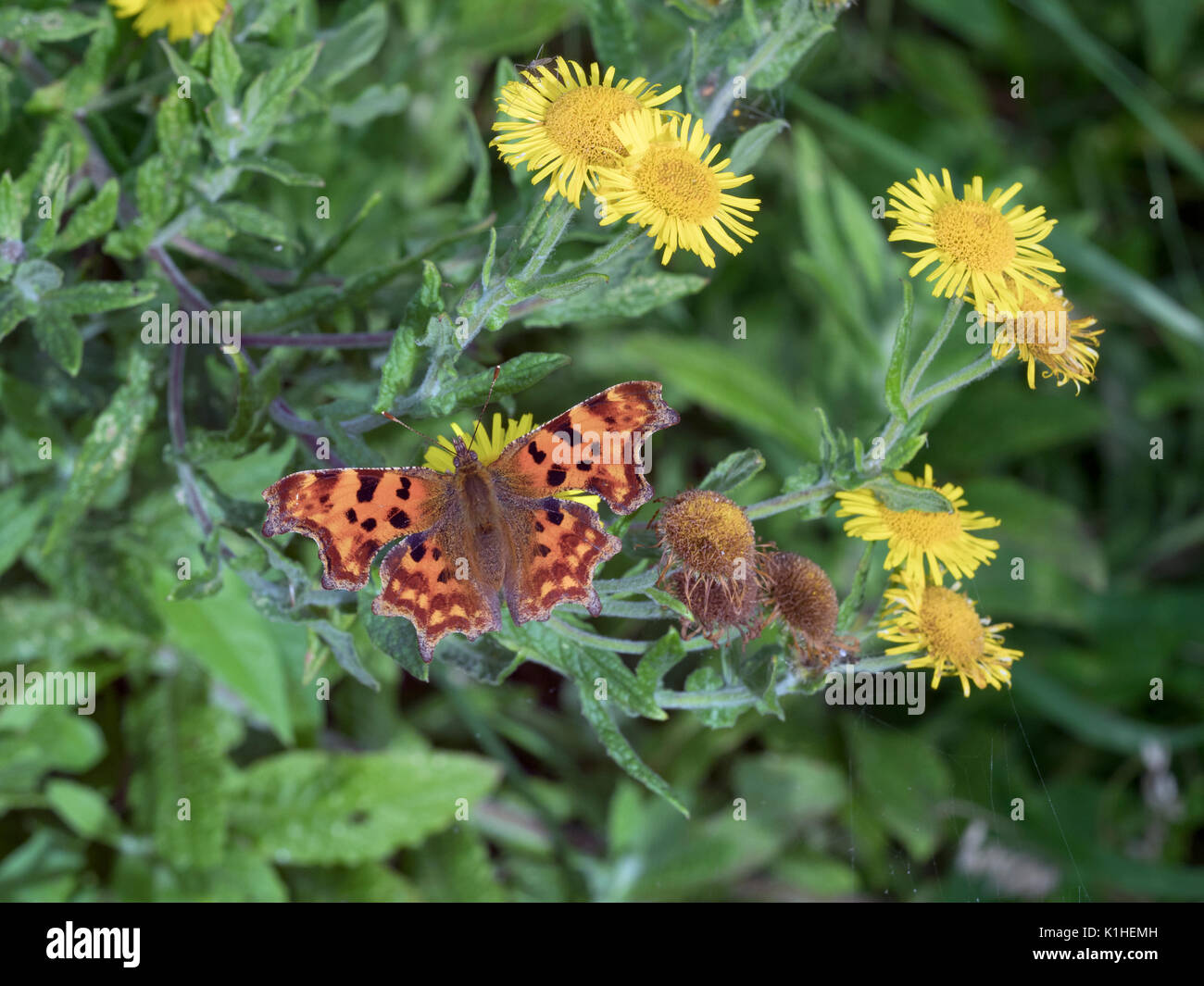 Coma Mariposa Polygonia c-album en alimentarse de flores fleabane Foto de stock