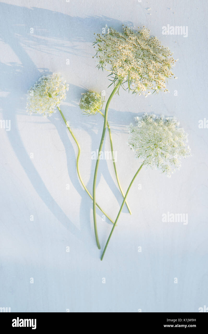 Queen Anne's Lace still life Foto de stock