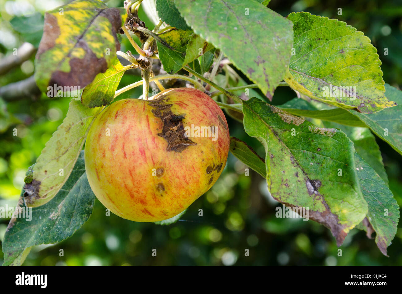 Una manzana con costra de apple crece en un árbol de manzanas en un jardín trasero. Foto de stock