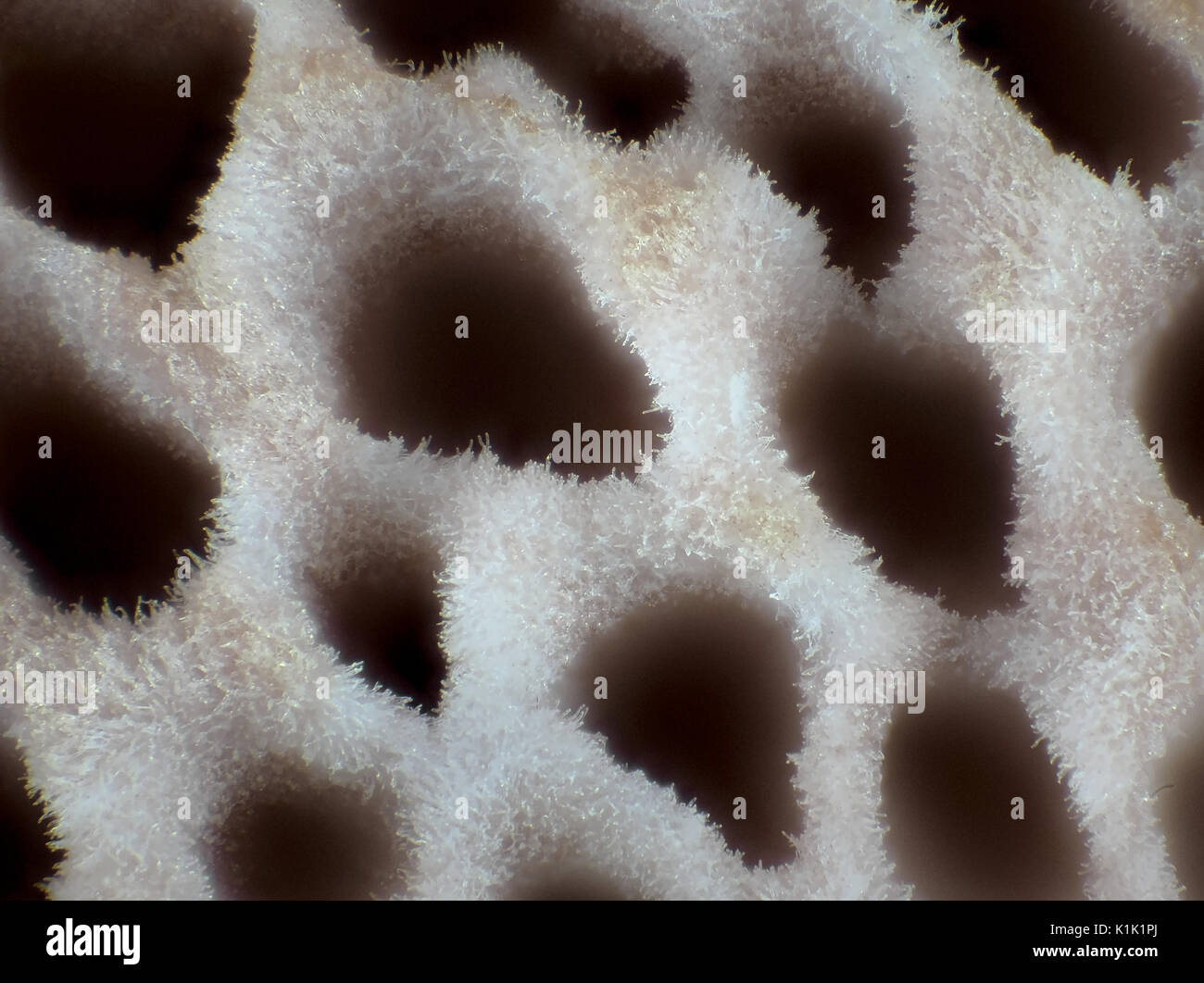 Poros de rosy conk (Fomitopsis cajanderi), luz reflejada, área picruted micrografía es de unos 1,5 mm de ancho Foto de stock