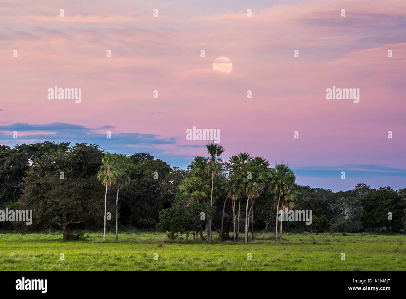 Paisaje con árboles de palma de moriche en el sur del Pantanal, Fazenda Barranco Alto, el Pantanal de Mato Grosso, Mato Grosso do Sul, Brasil Foto de stock