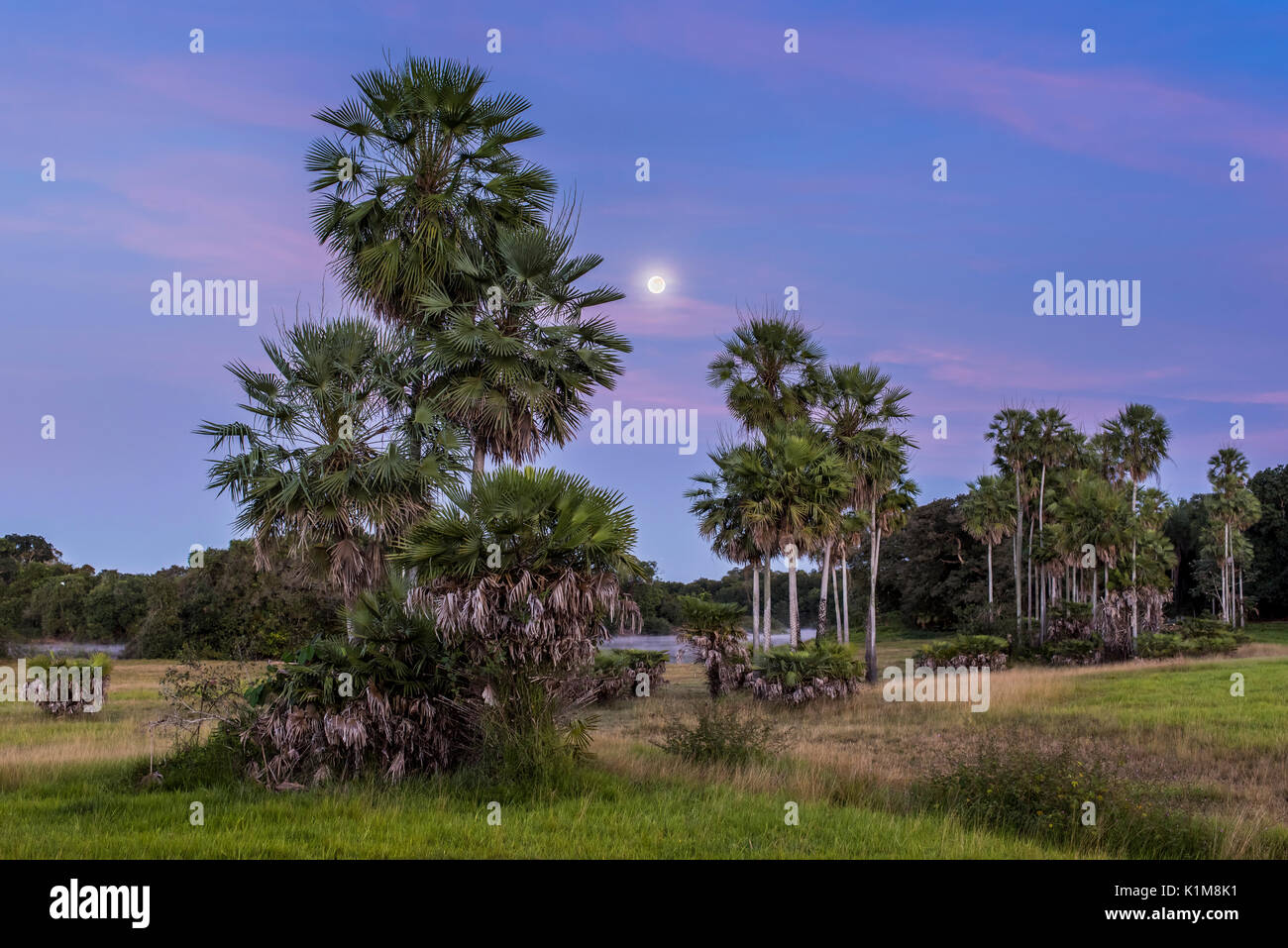 Paisaje con árboles de palma de moriche en el sur del Pantanal, Fazenda Barranco Alto, el Pantanal de Mato Grosso, Mato Grosso do Sul, Brasil Foto de stock