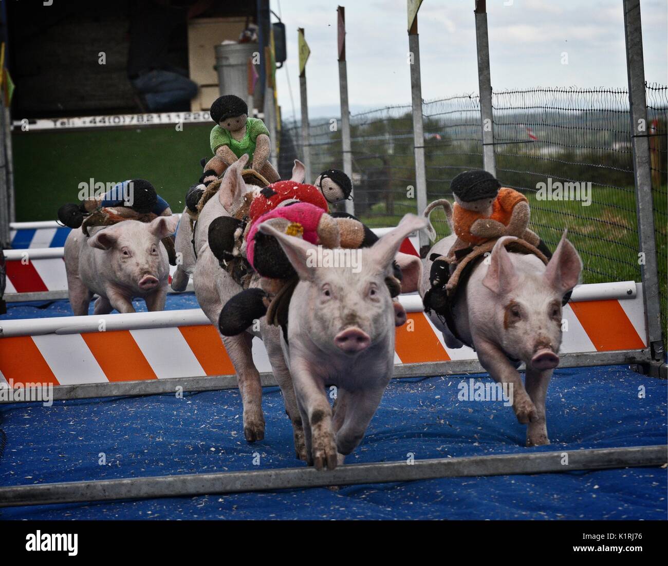 Pig race fair fotografías e imágenes de alta resolución - Alamy