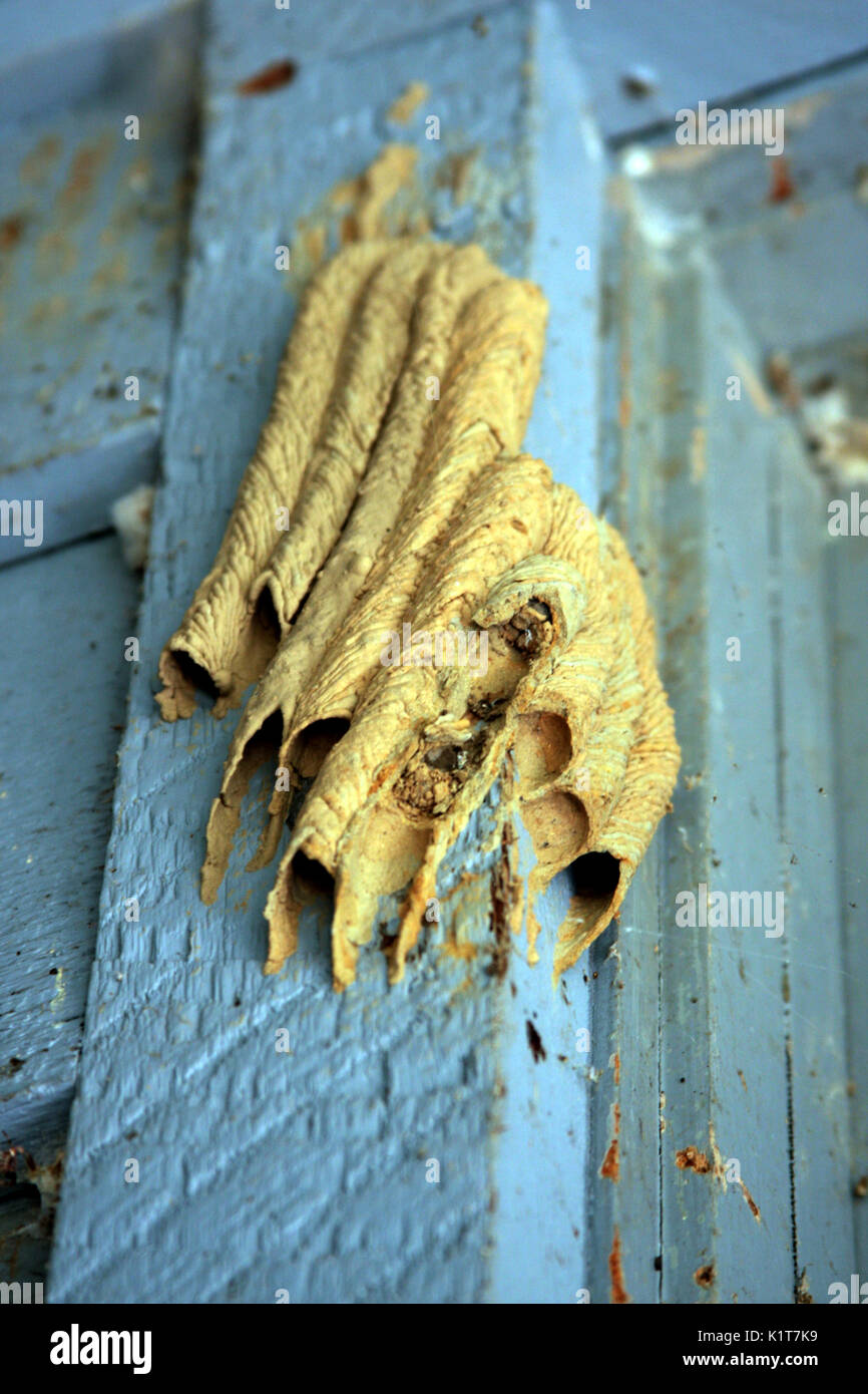 Mud dauber wasp's Nest en la pared Foto de stock