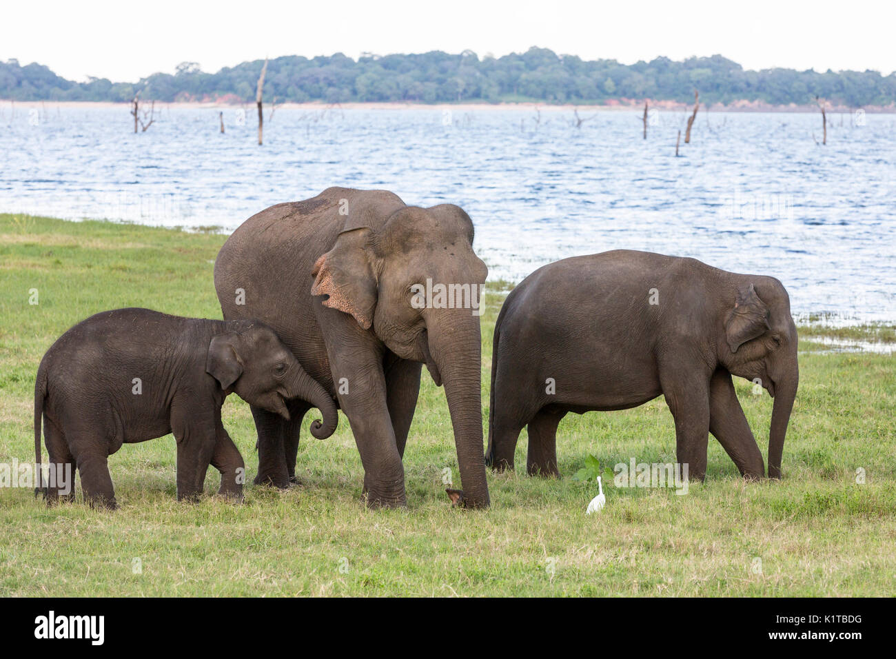 Los elefantes asiáticos disfrutan de los espacios abiertos de la Kaudulla National Park en la tarde la luz. Foto de stock