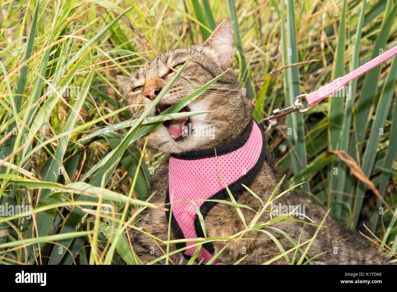 Brown tabby cat masticar una hoja de la planta de yuca en el exterior,  llevando una rosa de arnés y correa Fotografía de stock - Alamy