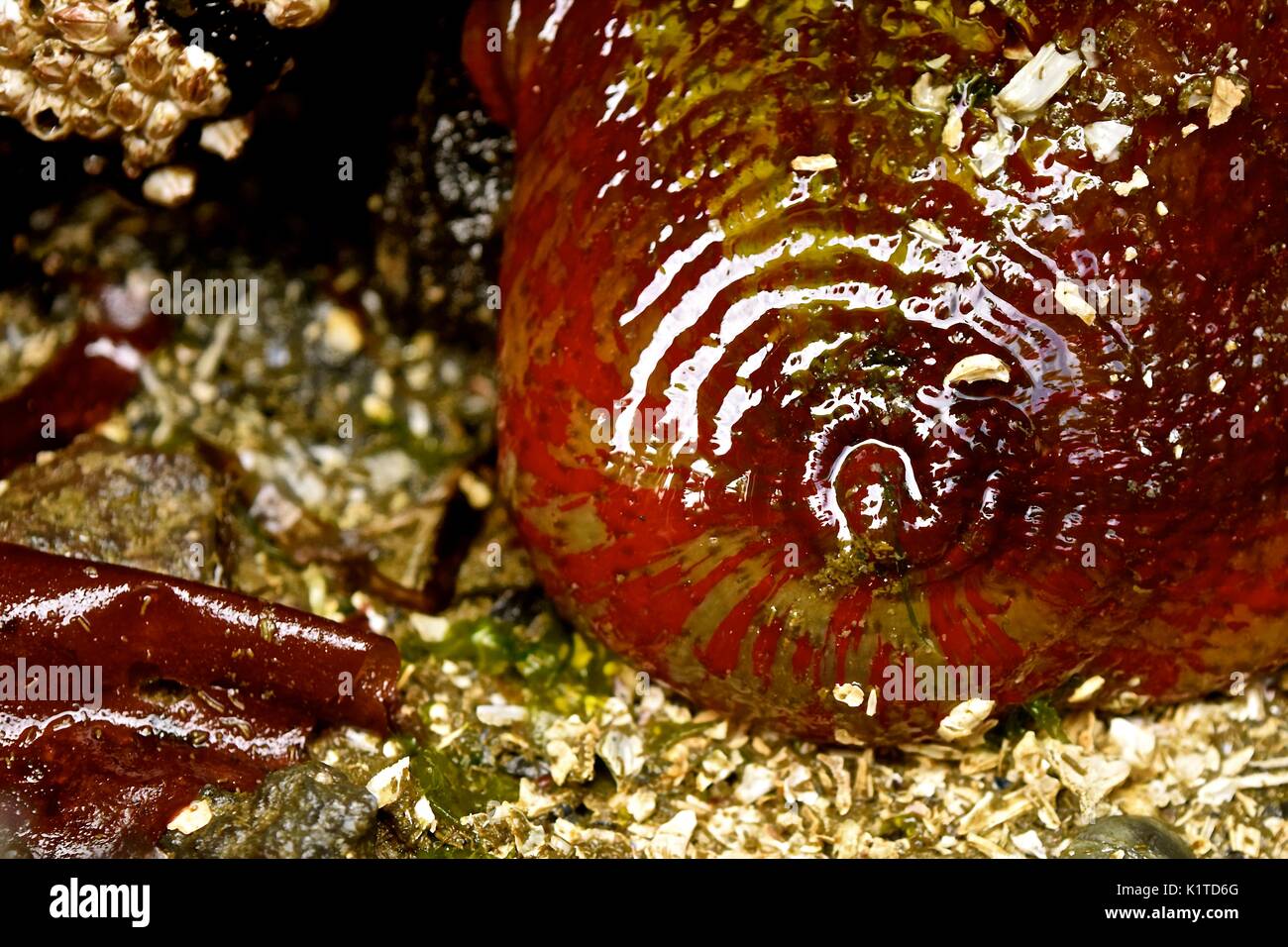 Marea baja en Puget Sound en el estado de Washington revela muchos animales marinos que suelen habitar en los fondos marinos, como esta anémona de mar. Foto de stock