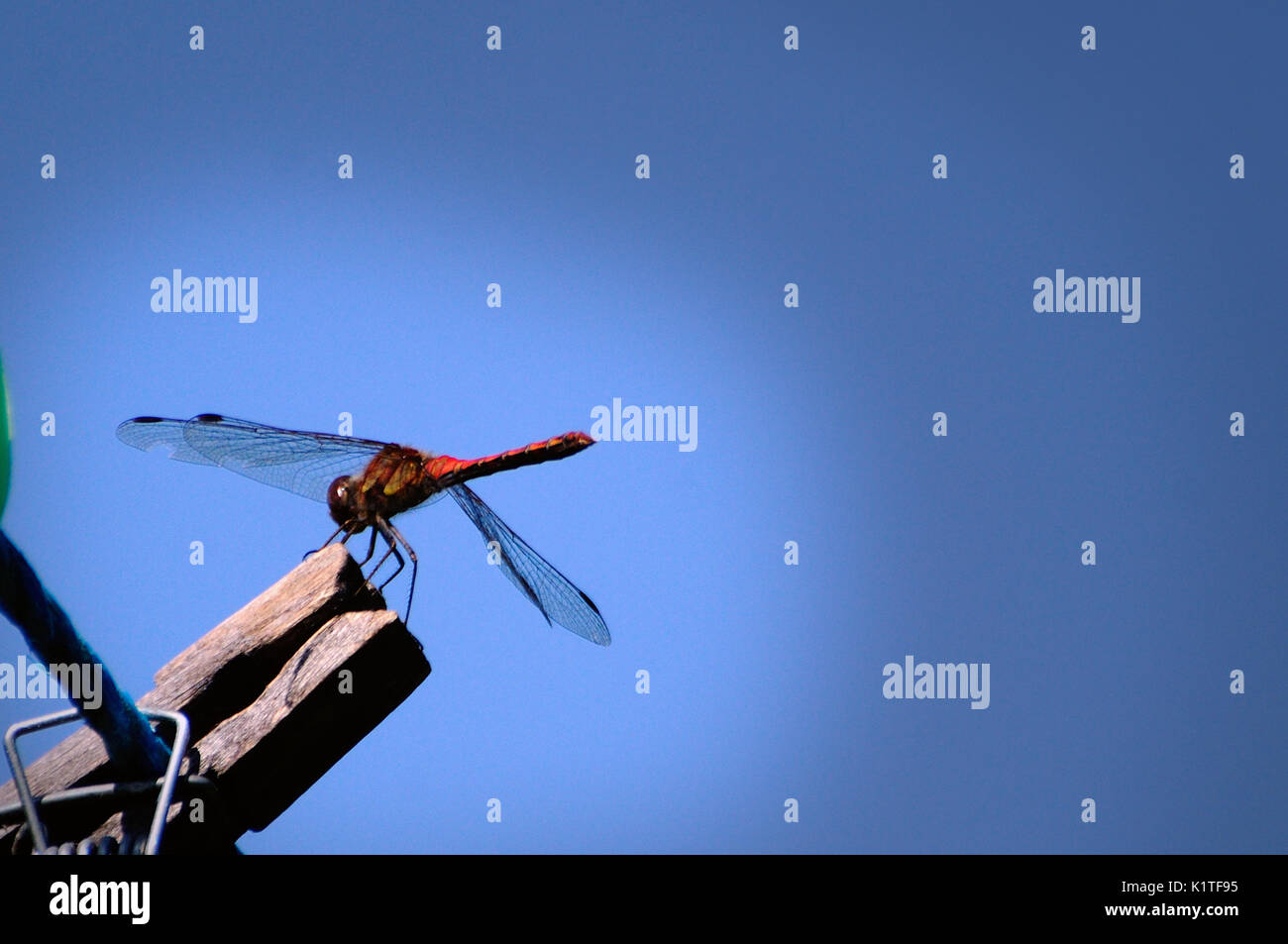 Dragonfly en una clavija en una línea de lavado Foto de stock