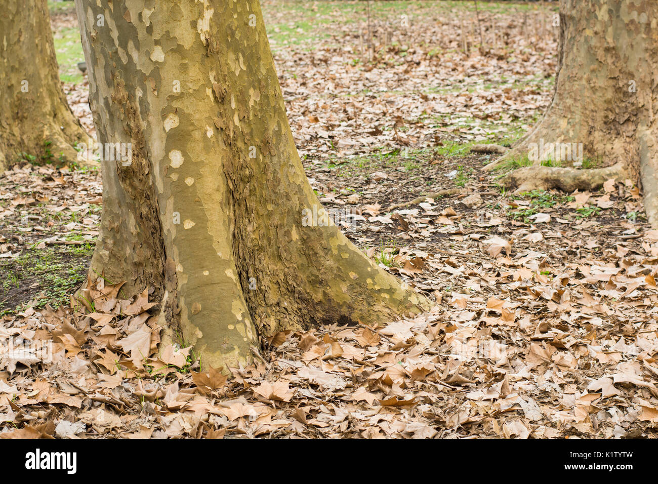 Otoño de hojas caídas de los árboles. Platanus acerifolia o Platanus hispanica Foto de stock