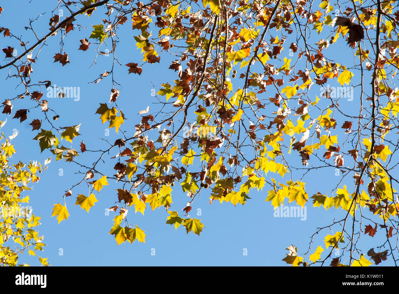 Amarillo otoño hojas de árbol de avión contra el cielo azul. Platanus acerifolia o Platanus hispanica Foto de stock