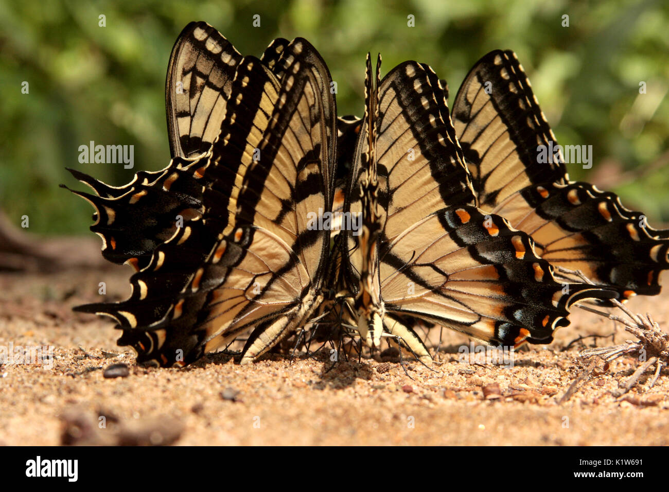 Tigre occidental especie mariposas sobre arena. Foto de stock