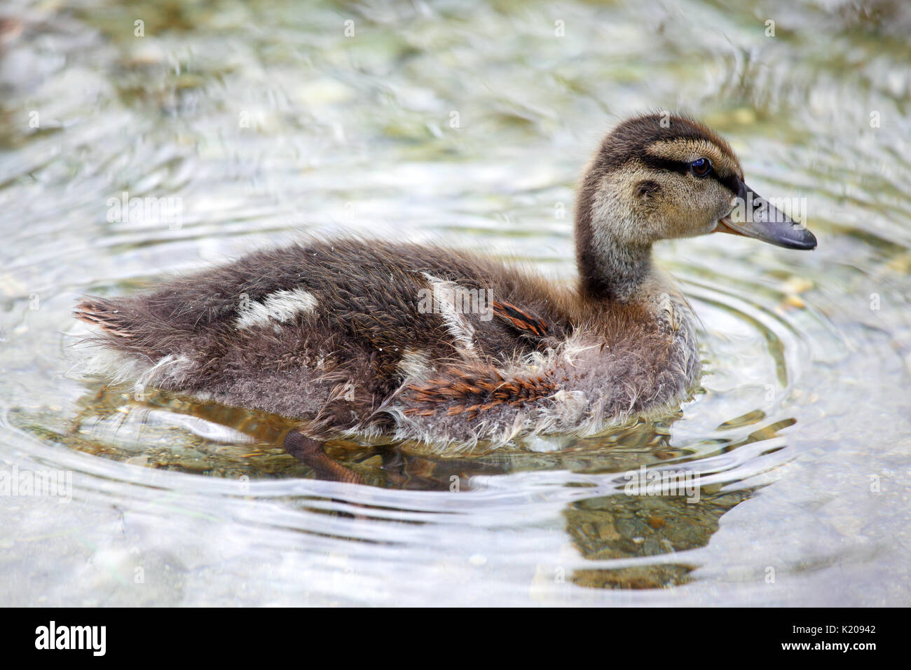 Chick el ánade real (Anas platyrhynchos) nadando en el agua, el lago de Constanza, Estiria, Austria Foto de stock