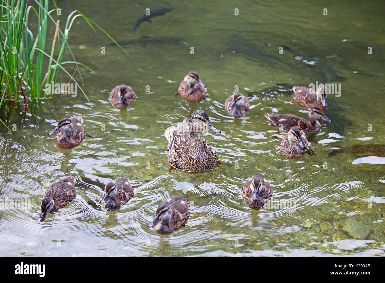El ánade real (Anas platyrhynchos) con pollitos nadar en el agua, el lago de Constanza, Estiria, Austria Foto de stock