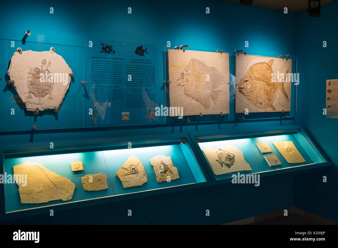 Los fósiles, Mayor-Müller-museo, Solnhofen, Altmuehltal, Middle Franconia, Franconia, Baviera, Alemania Foto de stock