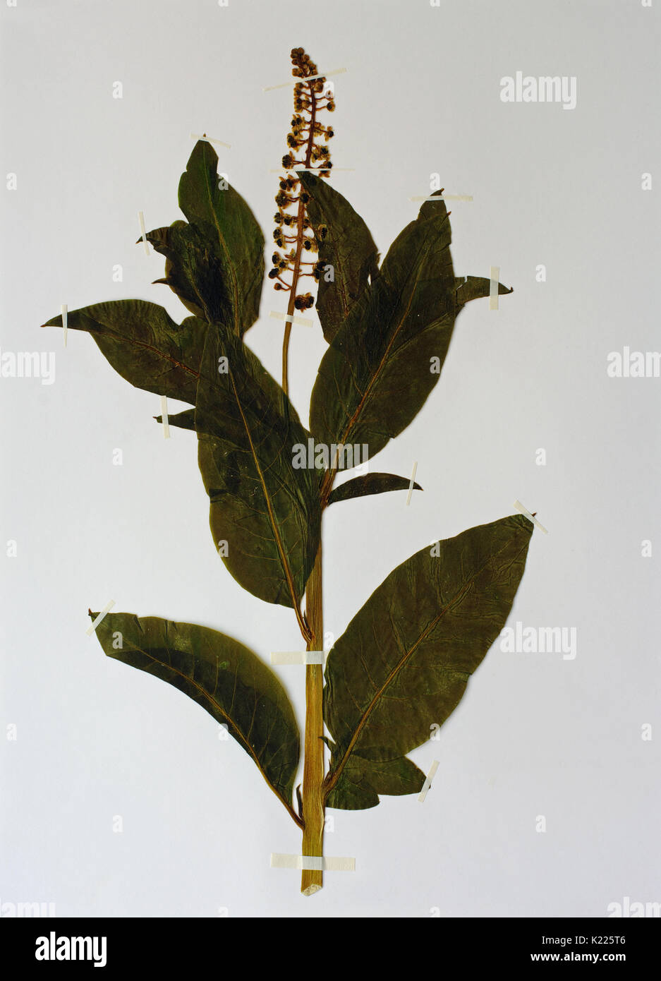 Una hoja de herbario con Phytolacca americana, el american fitolaca o american nightshade, familia phytolaccaceae Foto de stock
