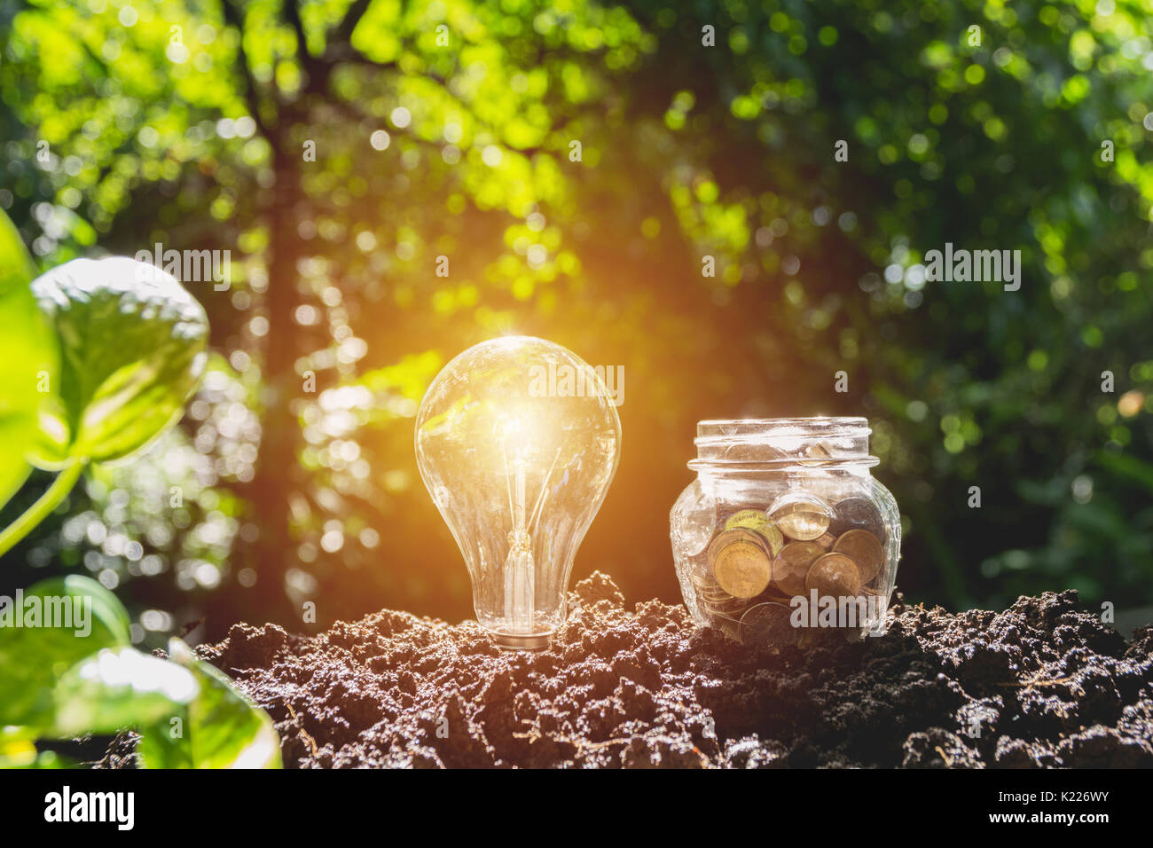 Bombilla de ahorro de energía y el árbol creciendo en pilas de monedas en el fondo de la naturaleza. Foto de stock