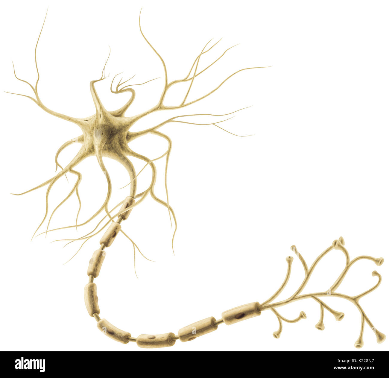 Células del sistema nervioso que permita que la información sea transportado en forma de señales eléctricas y químicas. Foto de stock