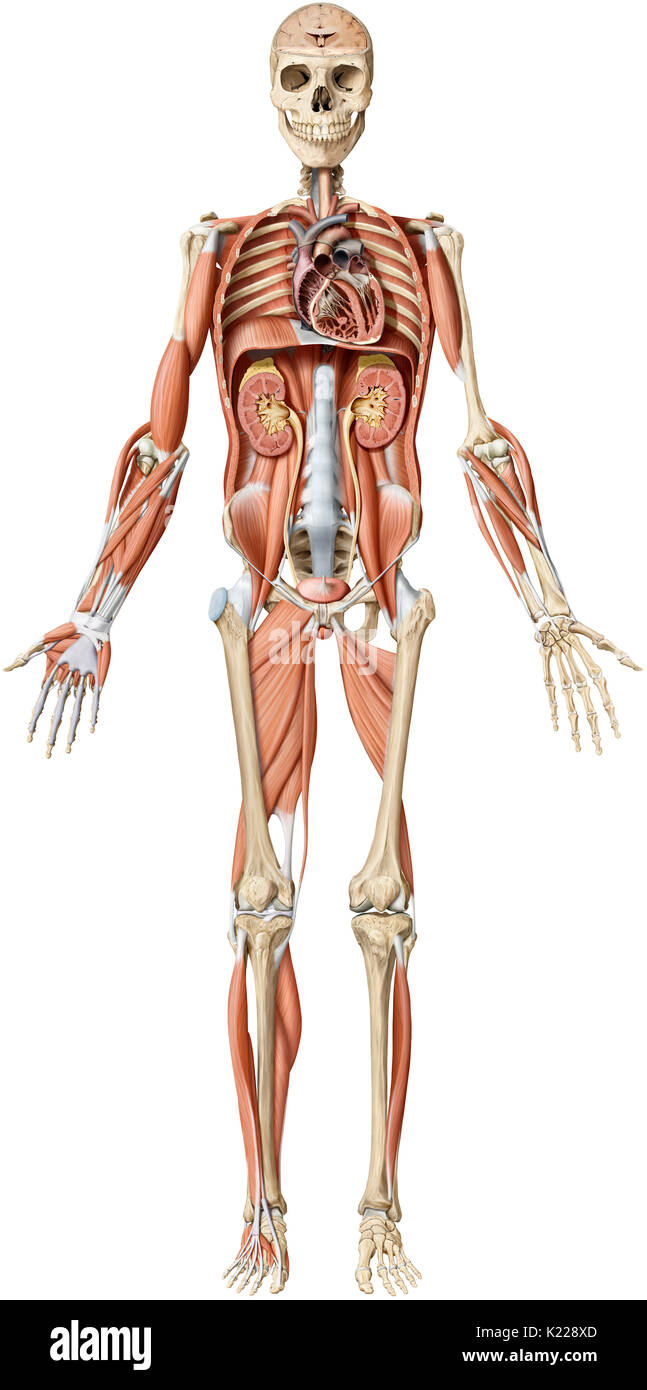 Esta imagen muestra una descripción general de las capas del cuerpo humano. Foto de stock
