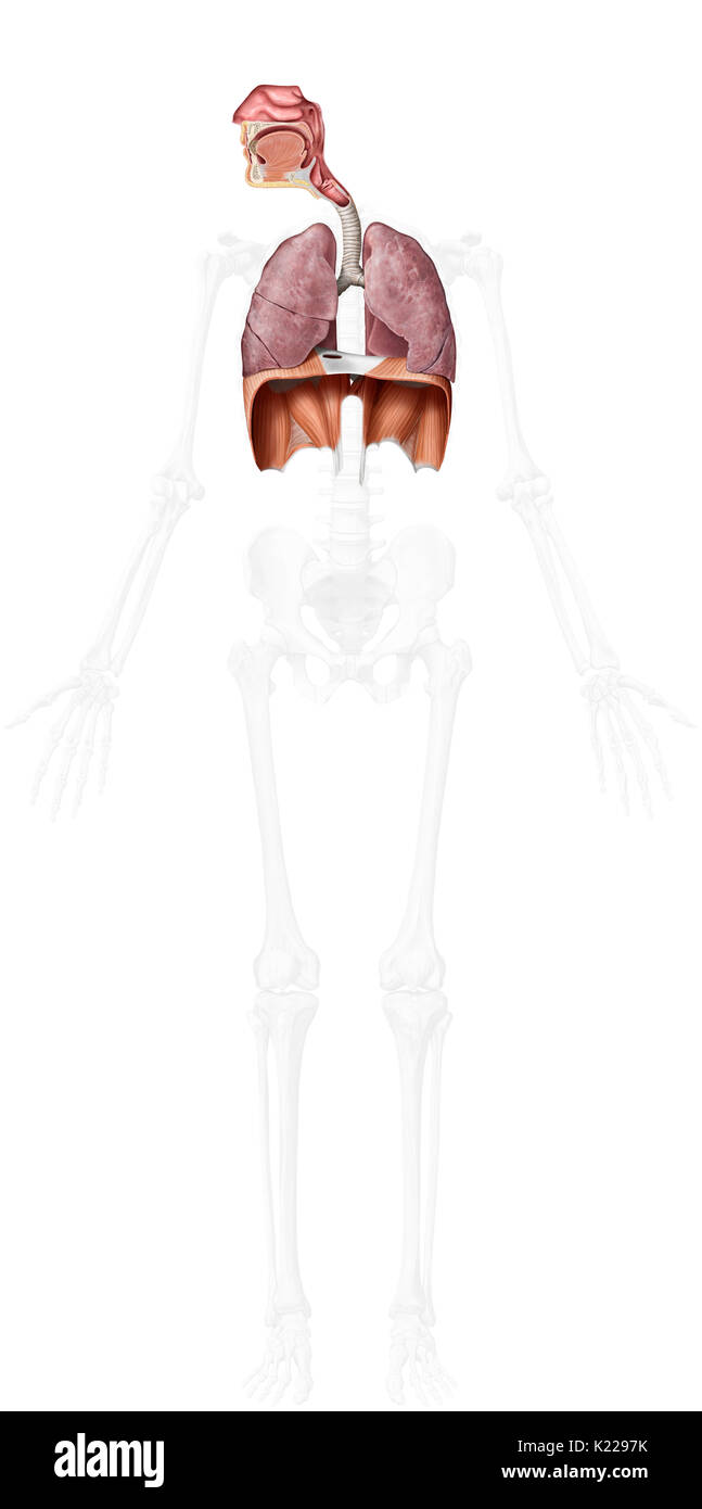 Esta imagen muestra la oragans superior e inferior del sistema respiratorio. Foto de stock