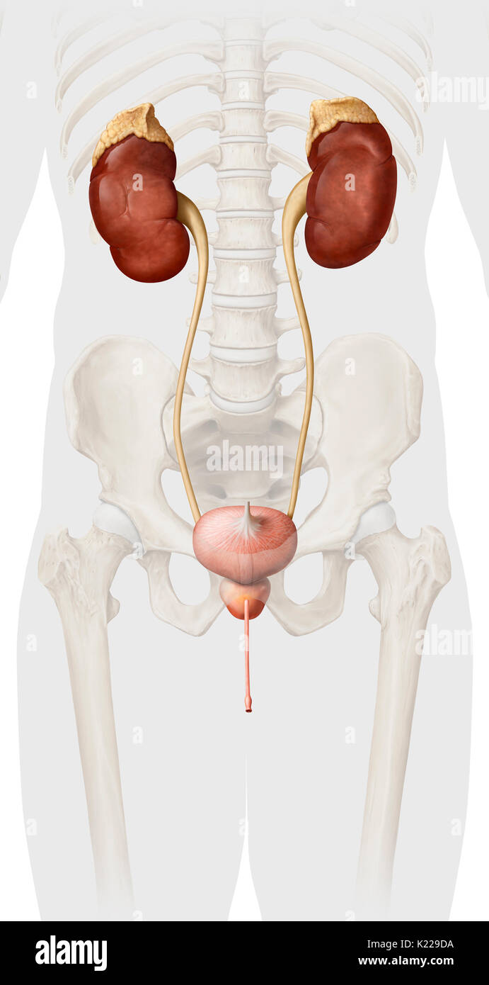 Esta imagen muestra el sistema urinario