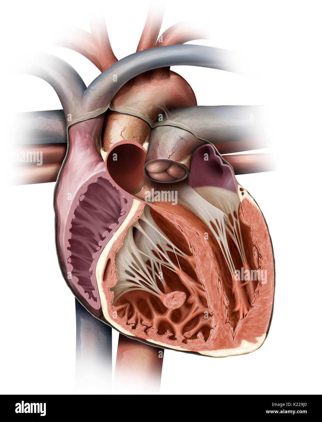 El corazón es un órgano muscular compuesto de cuatro salas; sus contracciones rítmicas regulares bomba y circular la sangre. Foto de stock