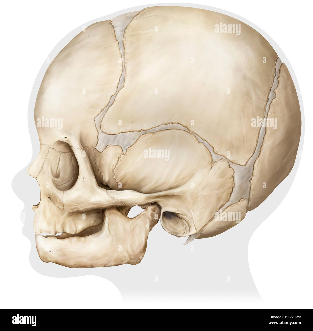 Estructura ósea formada por ocho huesos (cuatro incluso los huesos y cuatro huesos impares) que cubre y protege el cerebro. Este es todavía un niño. Foto de stock