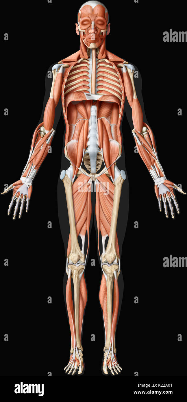 Esta imagen muestra una vista anterior de los músculos profundos del cuerpo humano. Foto de stock