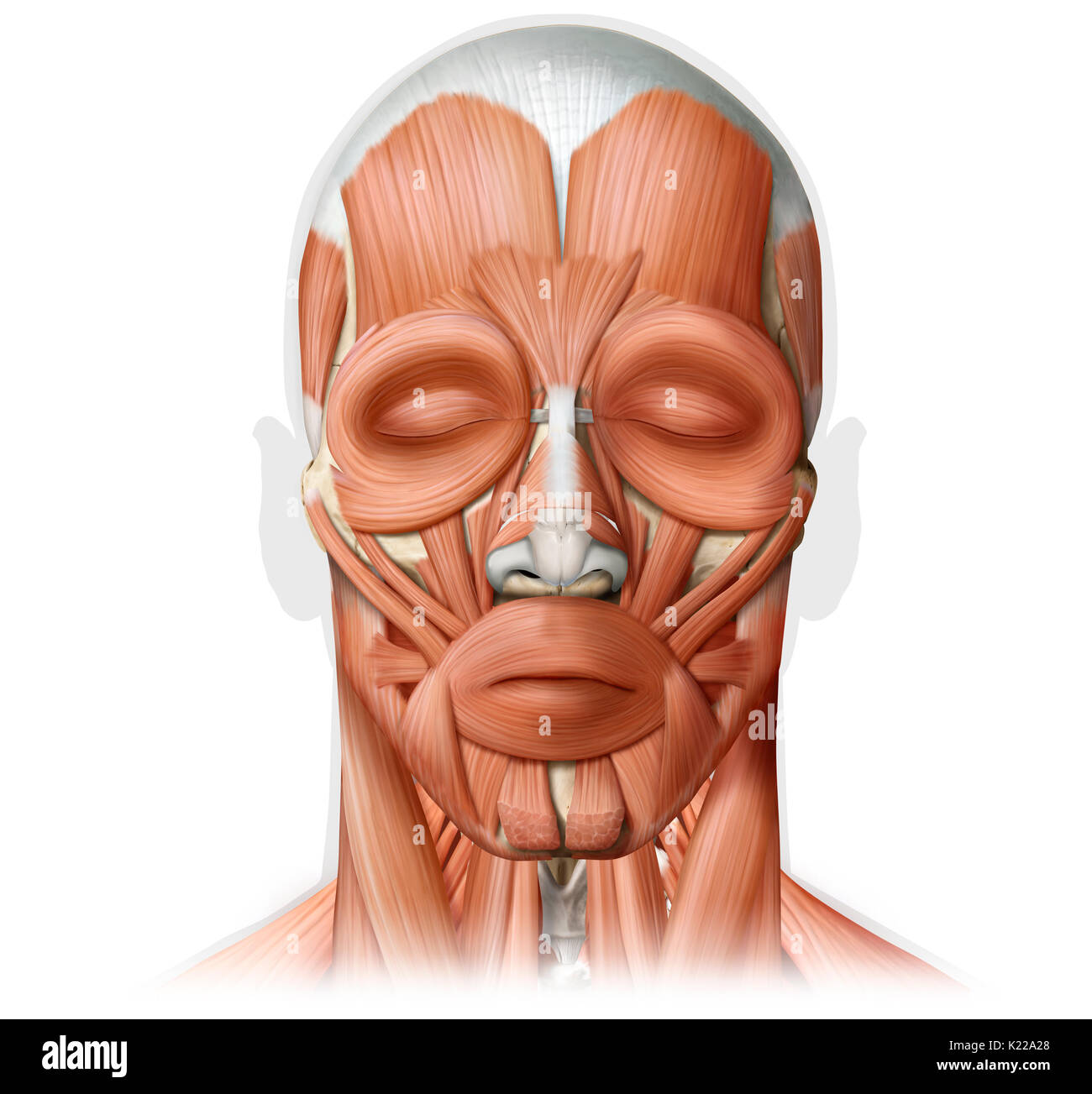 Los musculos de la cabeza humana fotografías e imágenes de alta resolución  - Alamy