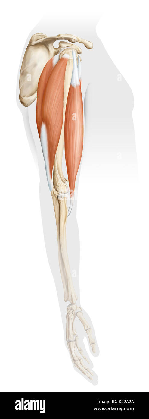 Esta imagen muestra el bíceps extendido a la derecha y el tricep hacia la izquierda. Foto de stock