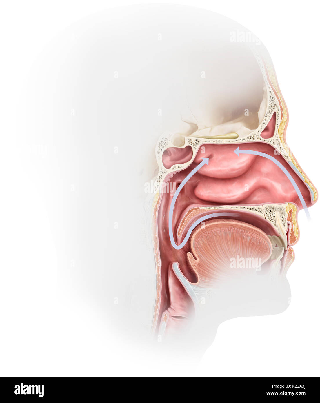 Las paredes de las cavidades nasales están recubiertas con una membrana mucosa que produce moco nasal. Las moléculas olorosas se disuelven en el moco nasal del epitelio olfatorio (o mucosa olfativa). Foto de stock
