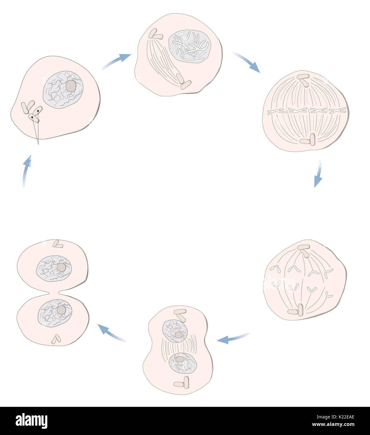 Todos los mecanismos de división celular que permiten la formación de dos células hijas idénticas a partir de una célula madre. Foto de stock