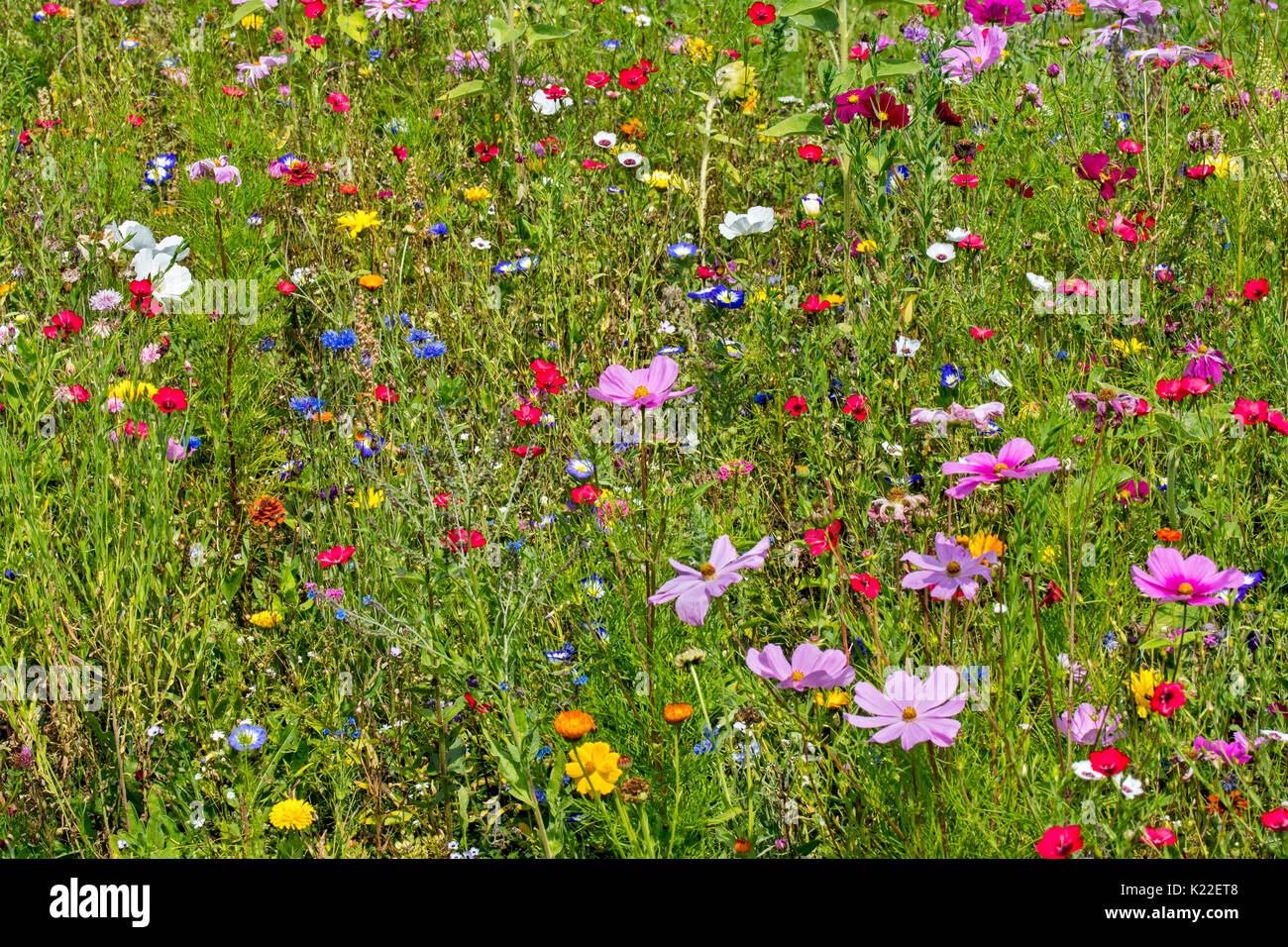 Mezcla de coloridas flores silvestres en wildflower meadow limítrofes de la zona, especialmente plantadas para atraer y ayudar a las abejas, las mariposas y otros polinizadores Foto de stock