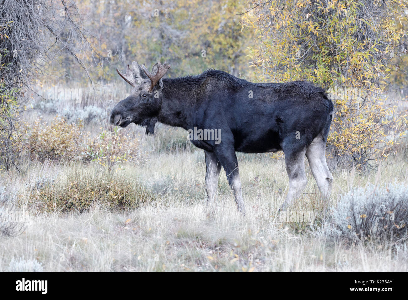 Alces de Bull Foto de stock