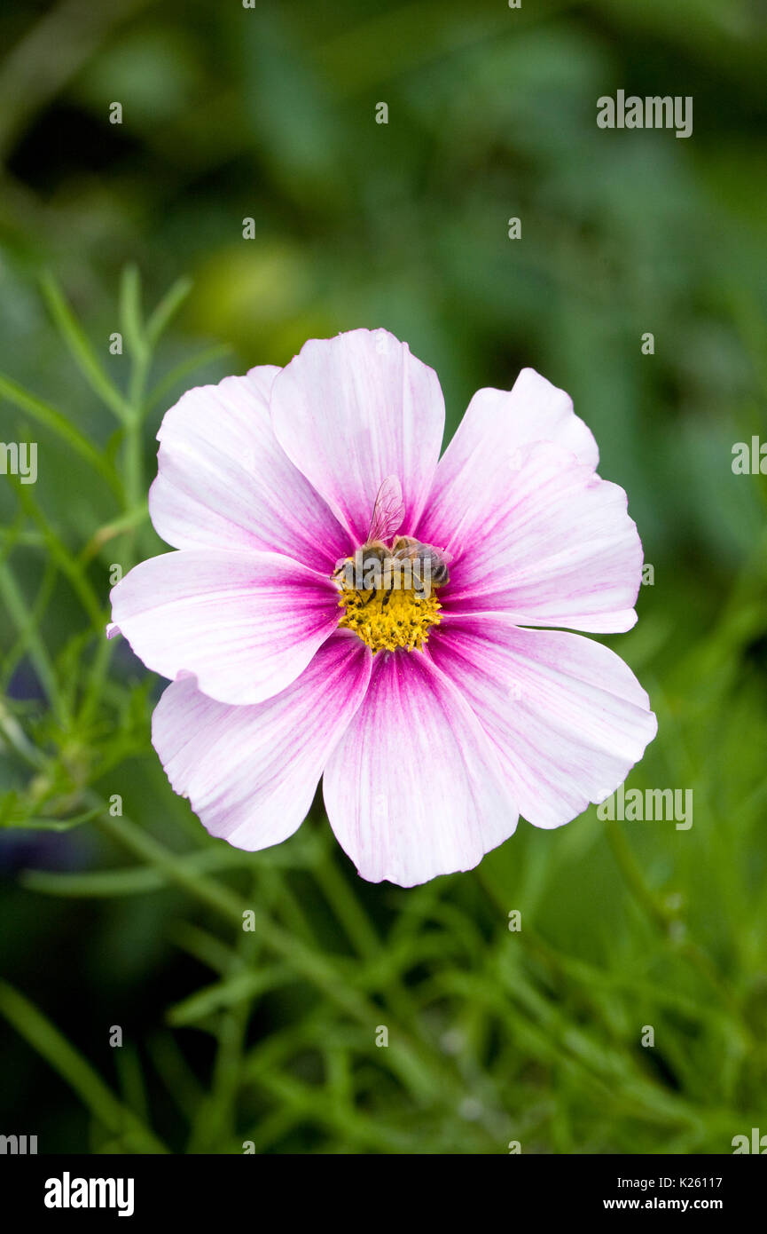 La abeja melífera en Cosmos bipinnatus 'Daydream' Flor. Foto de stock