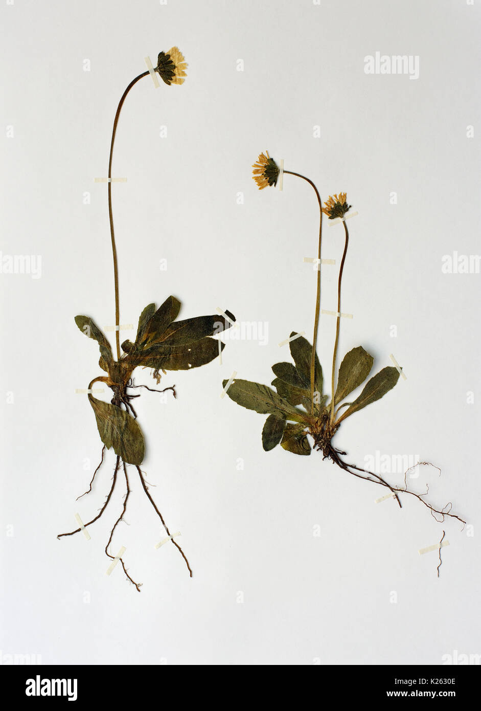 Una hoja de herbario con bellis sylvestris, al sur de MARGARITA MARGARITA, de madera o de las Asteraceae; crece en otoño ( hasta seis pulgadas) Foto de stock