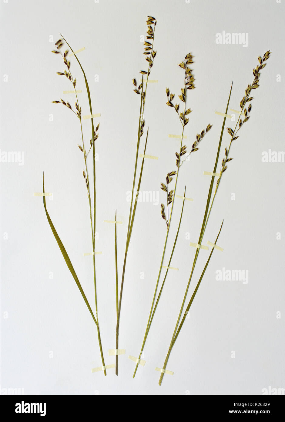Una hoja de herbario con melica minuta, la mellick, de la familia Poaceae, Foto de stock