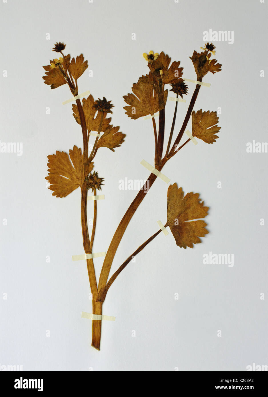 Una hoja de herbario con ranunculus muricatus, el áspero-fructificó buttercup o spinyfruit buttercup, familia Ranunculaceae Foto de stock